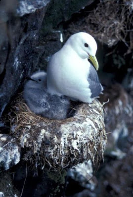 Image of Black-legged Kittiwake