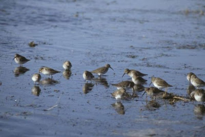 Image of Dunlins at Shoreline