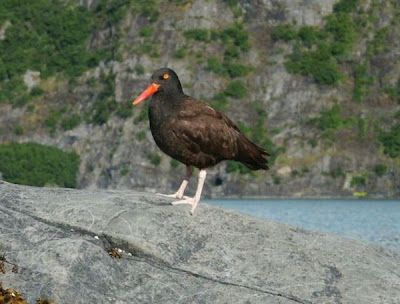Image of Black Oystercatcher