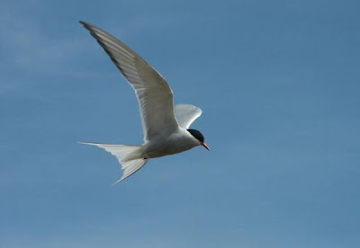 Image of Arctic Tern in Flight Overhead