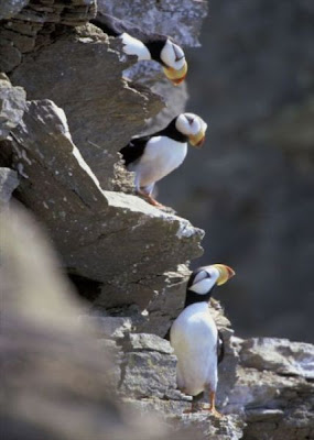 Image of Puffins