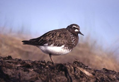 Image of Black Turnstone