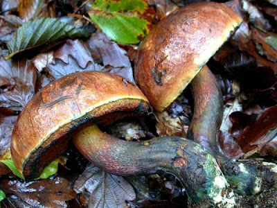 Boletus erythropus Boletus erythropus