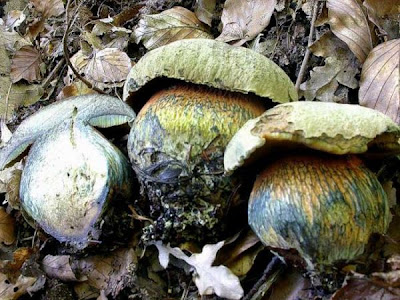 Boletus luridus