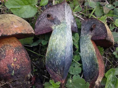 Boletus luridus fo erythroteron