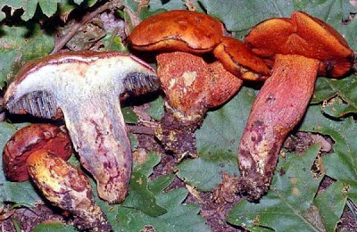 Boletus permagnificus