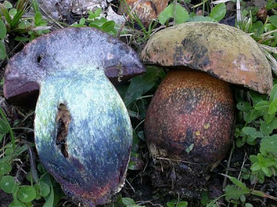 Boletus luridus fo erythroteron