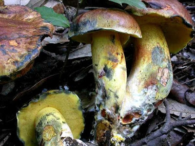 Boletus poikilochromus
