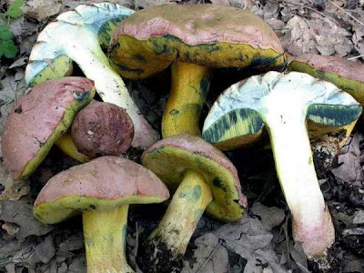 Boletus pseudoregius