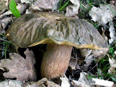 Boletus aereus Boletus aereus
