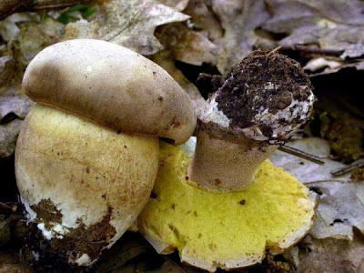Boletus aestivalis Boletus aestivalis