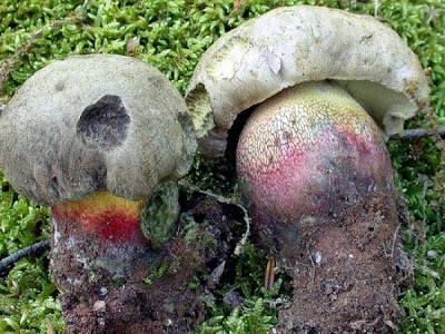 Boletus calopus Boletus calopus