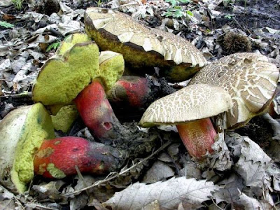 Boletus calopus Boletus calopus