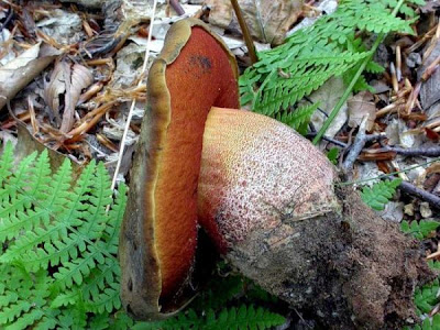 Boletus erythropus Boletus erythropus