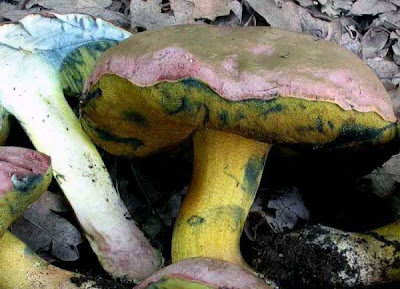 Boletus pseudoregius