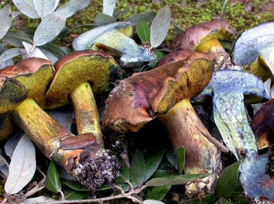Boletus pulverulentus Boletus pulverulentus