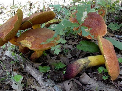 Boletus queletii