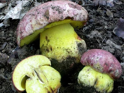 Boletus regius