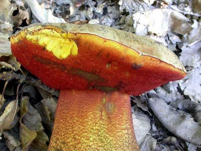 Boletus rhodoxanthus
