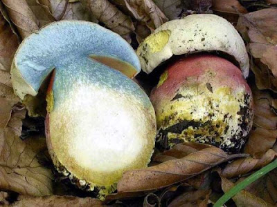 Boletus saianas