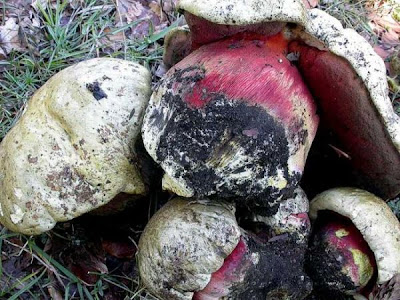 Boletus satanas Boletus satanas