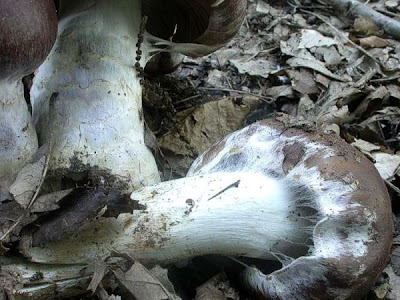 Cortinarius praestans