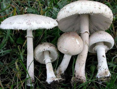 Macrolepiota excoriata