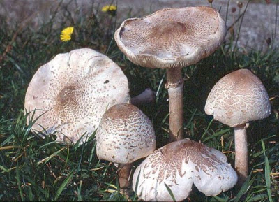 Macrolepiota excoriata var rubescens
