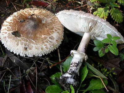 Macrolepiota fuligineosquarrosa