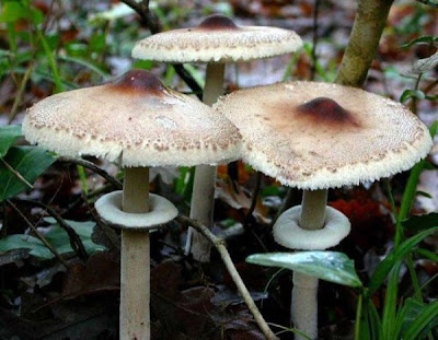 Macrolepiota mastoidea