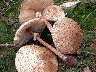 Macrolepiota permixta