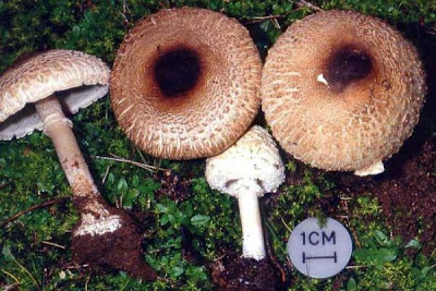 Macrolepiota phaeodisca