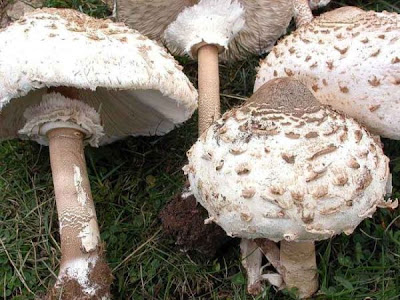 Macrolepiota procera