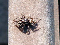 pink zebra spider