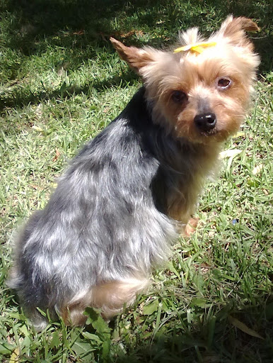 can yorkies eat peanuts peanut qtpie kennels terrier puppies for sale can yorkies eat peanuts peanut qtpie kennels terrier puppies for sale
