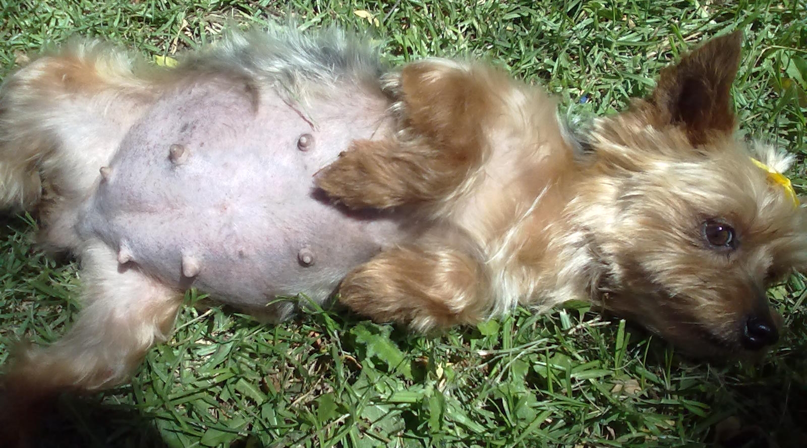 can yorkies eat peanuts peanut qtpie kennels terrier puppies for sale can yorkies eat peanuts peanut qtpie kennels terrier puppies for sale
