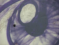 DSCF7278.JPG