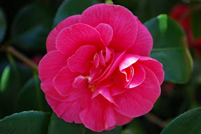 Pink Flower