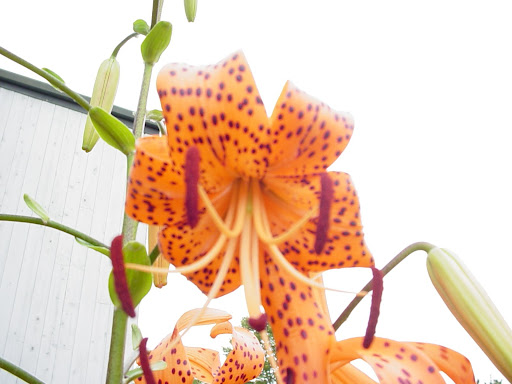 tigerlily