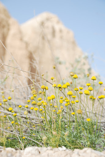 desert flowers