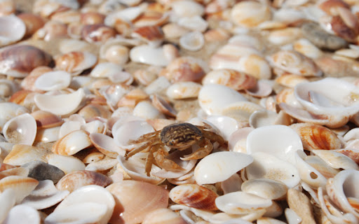 crab