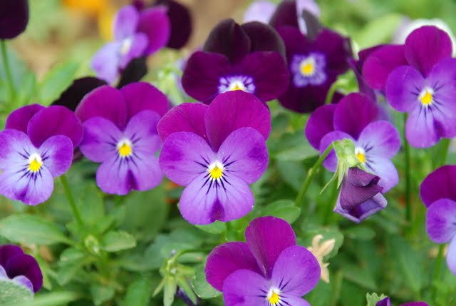 flowers israel