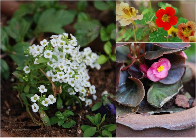 edible flowers, israel