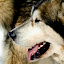 kutya_portre-3050691.jpg