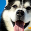 kutya_portre-3050823.jpg