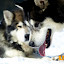 kutya_portre-3050853.jpg