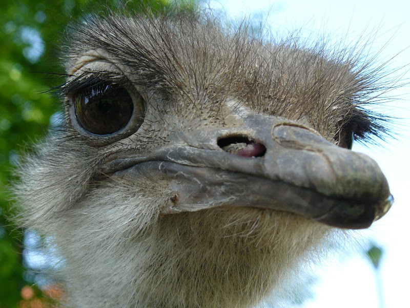 http://lh6.ggpht.com/_I8LSCXpdJRE/Sf3p9LCQJZI/AAAAAAAAA4E/bcYC5qC9b_o/s800/P1040649.jpg