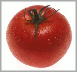 tomato1260299541