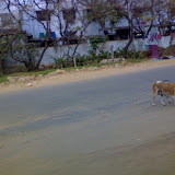Mobile pics