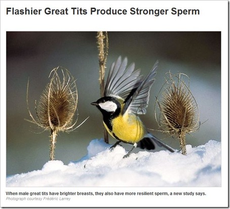 tits tits